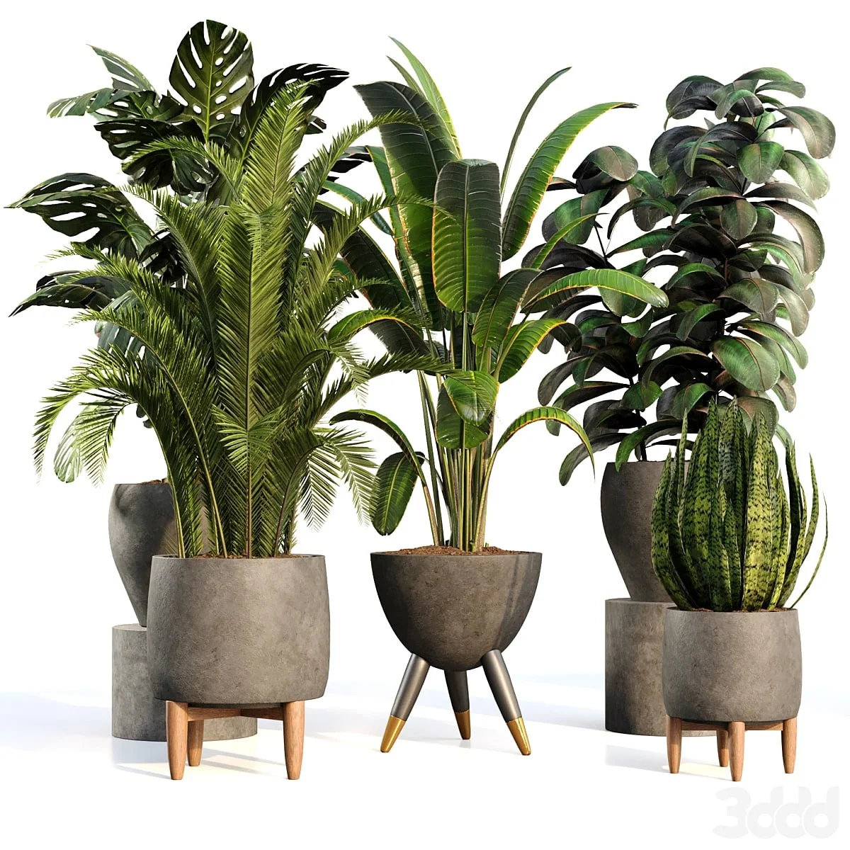 bamboo-Censoria-Indoor plant set 01